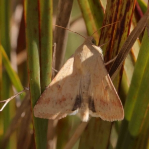 Helicoverpa (genus) at Bruce, ACT - 7 Sep 2024