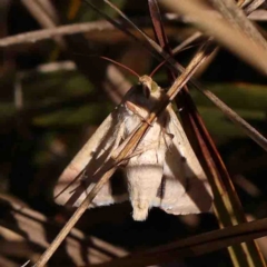 Helicoverpa (genus) at Bruce, ACT - 7 Sep 2024