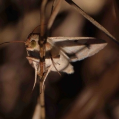 Helicoverpa (genus) at Bruce, ACT - 7 Sep 2024