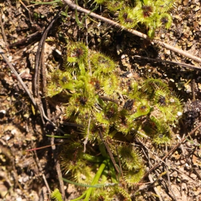 Drosera (genus) (A Sundew) at Bruce, ACT - 7 Sep 2024 by ConBoekel