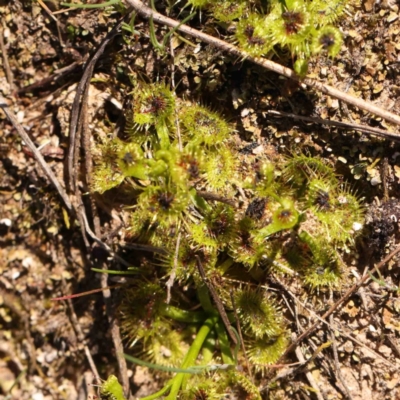 Drosera sp. (A Sundew) at Bruce, ACT - 7 Sep 2024 by ConBoekel