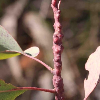 Unverified Unverified Insect Gall at Bruce, ACT - 7 Sep 2024 by ConBoekel