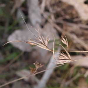 Themeda triandra at Bruce, ACT - 7 Sep 2024