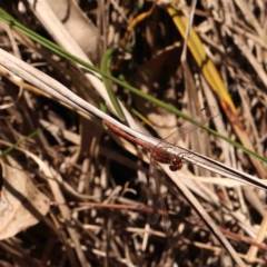 Diplacodes bipunctata (Wandering Percher) at Bruce, ACT - 7 Sep 2024 by ConBoekel