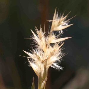 Rytidosperma sp. at Bruce, ACT - 7 Sep 2024