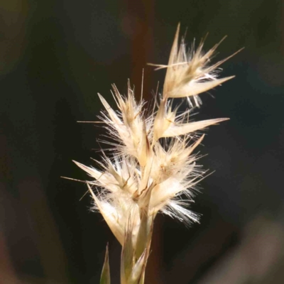 Rytidosperma (genus) (Wallaby Grass) at Bruce, ACT - 7 Sep 2024 by ConBoekel