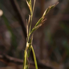 Rytidosperma sp. at Bruce, ACT - 7 Sep 2024