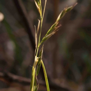 Rytidosperma sp. at Bruce, ACT - 7 Sep 2024