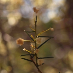 Acacia genistifolia (Early Wattle) at Bruce, ACT - 7 Sep 2024 by ConBoekel