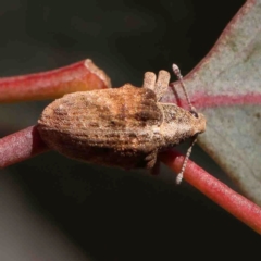 Gonipterus scutellatus (Eucalyptus snout beetle, gum tree weevil) at Bruce, ACT - 7 Sep 2024 by ConBoekel