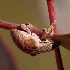 Gonipterus scutellatus at Bruce, ACT - 7 Sep 2024