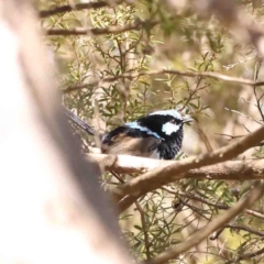 Malurus cyaneus (Superb Fairywren) at Bruce, ACT - 7 Sep 2024 by ConBoekel