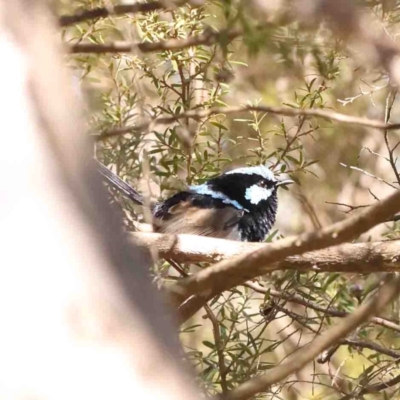 Malurus cyaneus (Superb Fairywren) at Bruce, ACT - 7 Sep 2024 by ConBoekel