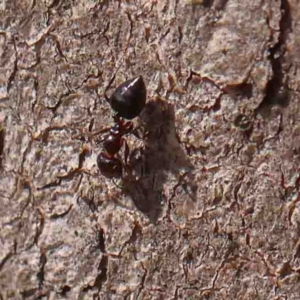 Crematogaster sp. (genus) at Bruce, ACT - 7 Sep 2024 02:33 PM