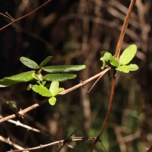 Lonicera japonica at Bruce, ACT - 7 Sep 2024