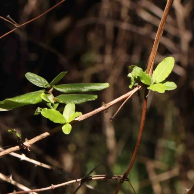 Unidentified Climber or Mistletoe at Bruce, ACT - 7 Sep 2024 by ConBoekel