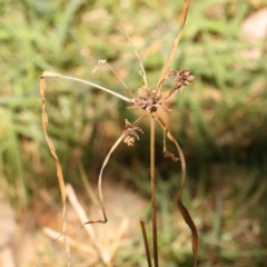 Cyperus (Flat Sedges) at Bruce, ACT - 7 Sep 2024 by ConBoekel