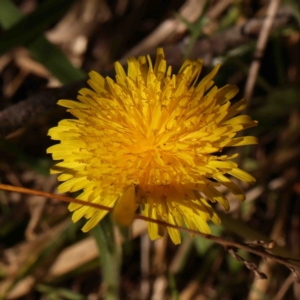 Taraxacum sect. Taraxacum at Bruce, ACT - 7 Sep 2024 02:37 PM