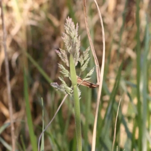 Holcus lanatus at Bruce, ACT - 7 Sep 2024