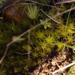 Unidentified Moss, Liverwort or Hornwort at Bruce, ACT - 7 Sep 2024 by ConBoekel