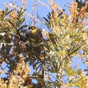 Zosterops lateralis at Bruce, ACT - 7 Sep 2024 02:50 PM