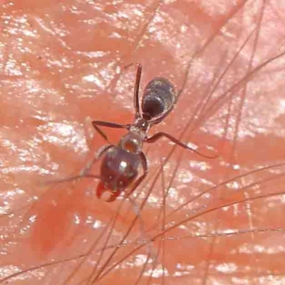 Iridomyrmex sp. (genus) (Ant) at Bruce, ACT - 7 Sep 2024 by ConBoekel