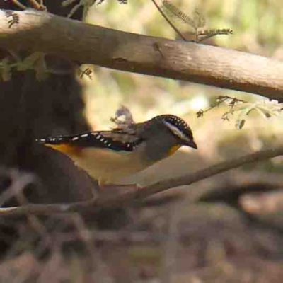 Pardalotus punctatus (Spotted Pardalote) at Bruce, ACT - 7 Sep 2024 by ConBoekel