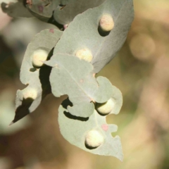 Unidentified Unidentified Insect Gall at Bruce, ACT - 7 Sep 2024 by ConBoekel