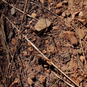 Diplacodes bipunctata at Bruce, ACT - 7 Sep 2024