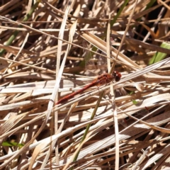 Diplacodes bipunctata (Wandering Percher) at Bruce, ACT - 7 Sep 2024 by ConBoekel