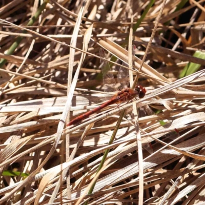 Diplacodes bipunctata (Wandering Percher) at Bruce, ACT - 7 Sep 2024 by ConBoekel
