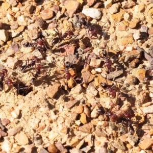 Iridomyrmex purpureus at Aranda, ACT - 7 Sep 2024