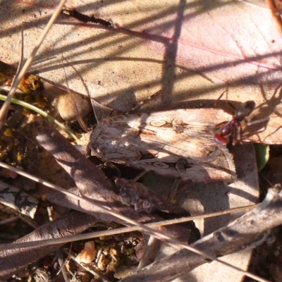 Agrotis munda (Brown Cutworm) at Aranda, ACT - 7 Sep 2024 by ConBoekel