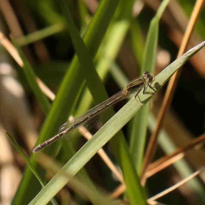 Ischnura aurora (Aurora Bluetail) at Bruce, ACT - 7 Sep 2024 by ConBoekel