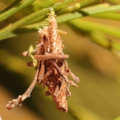 Psychidae (family) IMMATURE (Unidentified case moth or bagworm) at Aranda, ACT - 7 Sep 2024 by ConBoekel