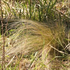 Unidentified Grass at Bruce, ACT - 7 Sep 2024 by ConBoekel