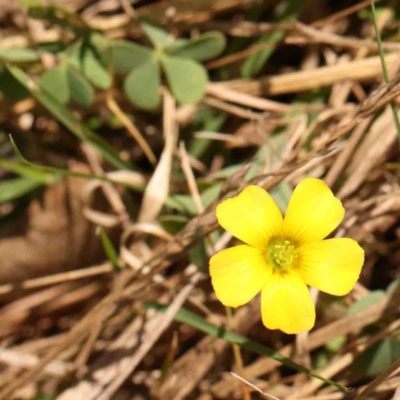 Oxalis sp. (Wood Sorrel) at Bruce, ACT - 7 Sep 2024 by ConBoekel