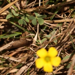 Oxalis sp. at Bruce, ACT - 7 Sep 2024