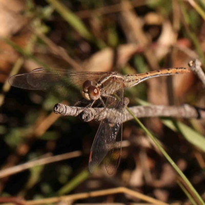 Diplacodes bipunctata (Wandering Percher) at Aranda, ACT - 7 Sep 2024 by ConBoekel