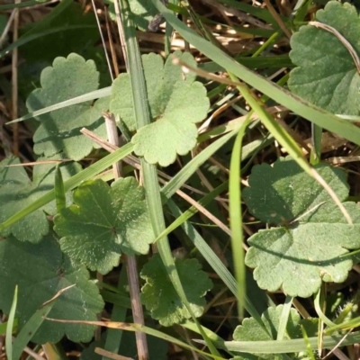 Hydrocotyle laxiflora (Stinking Pennywort) at Bruce, ACT - 7 Sep 2024 by ConBoekel