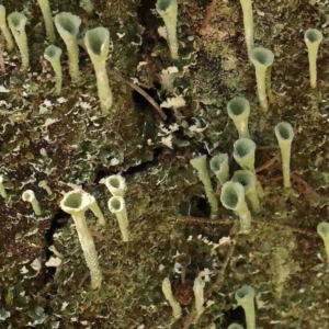 Cladonia sp. (genus) at Bruce, ACT - 7 Sep 2024