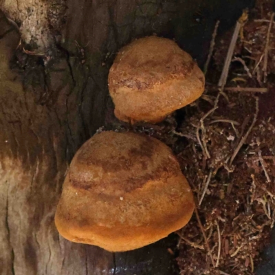 Unidentified Pored or somewhat maze-like on underside [bracket polypores] at Bruce, ACT - 7 Sep 2024 by ConBoekel