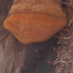 zz Polypore (shelf/hoof-like) at Bruce, ACT - 7 Sep 2024 03:20 PM