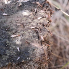 Papyrius sp. (genus) (A Coconut Ant) at Bruce, ACT - 7 Sep 2024 by ConBoekel