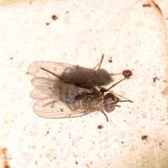 Helina sp. (genus) (Muscid fly) at Bruce, ACT - 7 Sep 2024 by ConBoekel