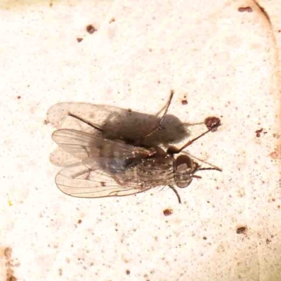 Helina sp. (genus) (Muscid fly) at Bruce, ACT - 7 Sep 2024 by ConBoekel