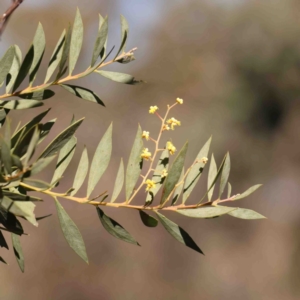 Acacia sp. at Bruce, ACT - 7 Sep 2024