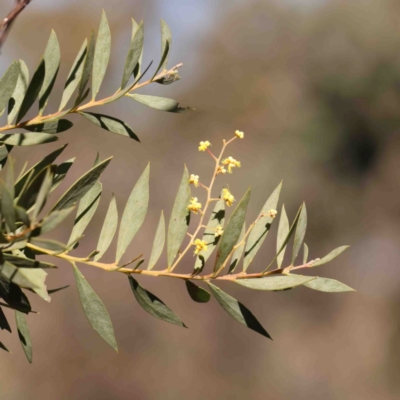 Acacia (genus) (A Wattle) at Bruce, ACT - 7 Sep 2024 by ConBoekel