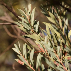 Acacia sp. at Bruce, ACT - 7 Sep 2024