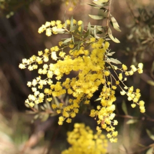 Acacia sp. at Bruce, ACT - 7 Sep 2024